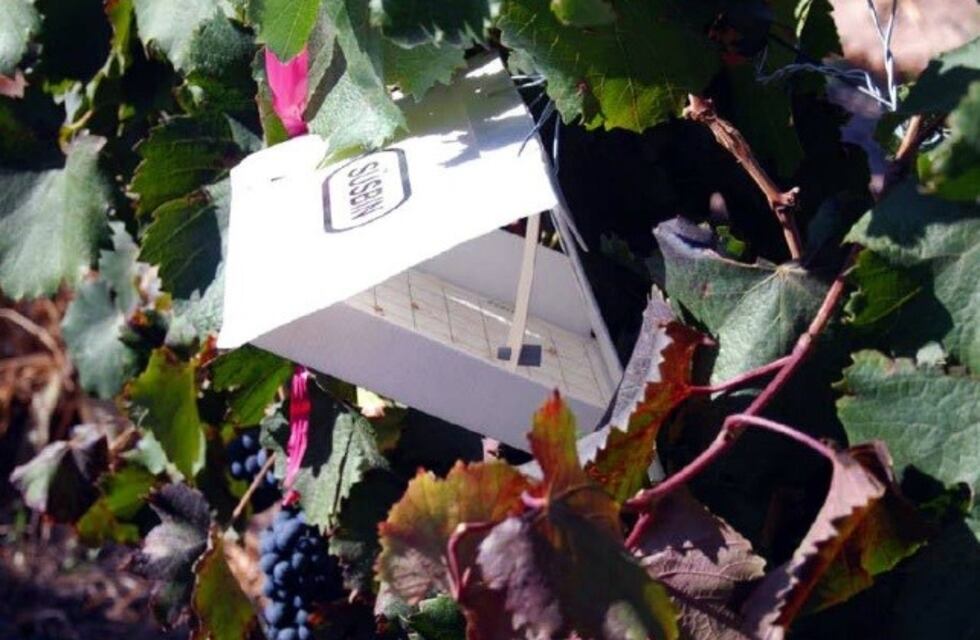 Lobesia botrana: extienden el plazo de inscripción para productores de uva