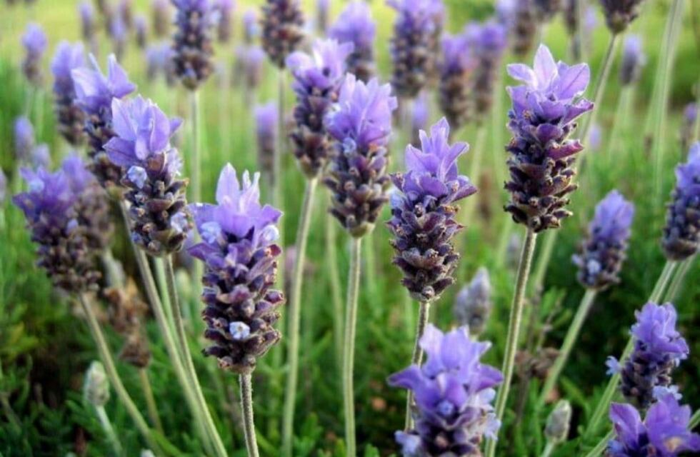 Exploran el uso medicinal de la lavanda por el efecto de su aroma en el estrés y la ansiedad