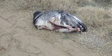 policia de medio ambiente