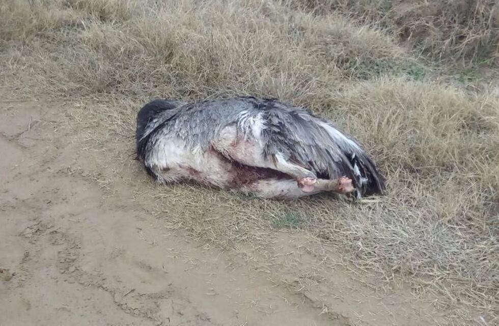 Sorprendieron a cazadores y pescadores furtivos