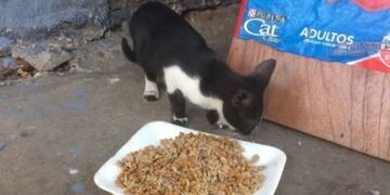 Un gatito es alimentado en el refugio \
