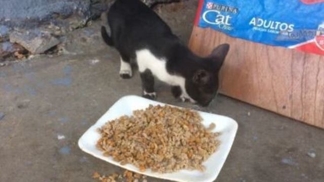 Un gatito es alimentado en el refugio \