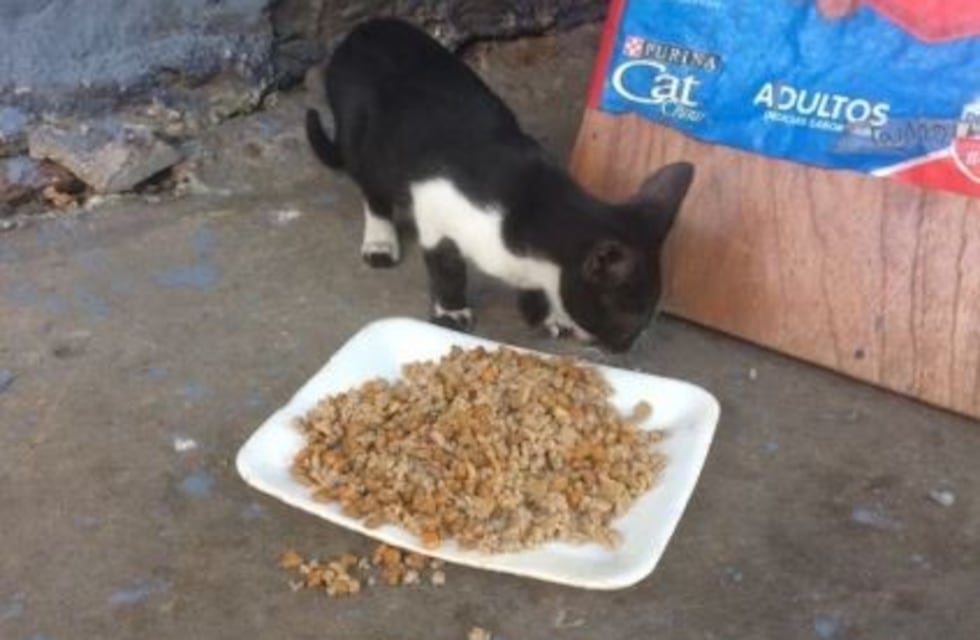 "Gatos de Palestina y Guardia Vieja", el refugio vecinal para los gatitos de Almagro