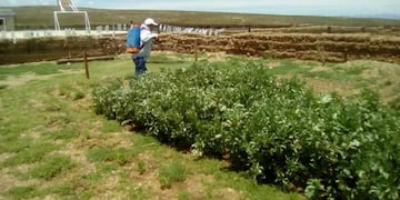 Fabricación de biofertilizantes y bioabonos