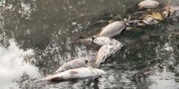 Peces muertos en el agua\u002E