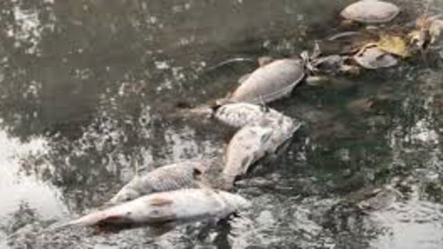 Peces muertos en el agua\u002E