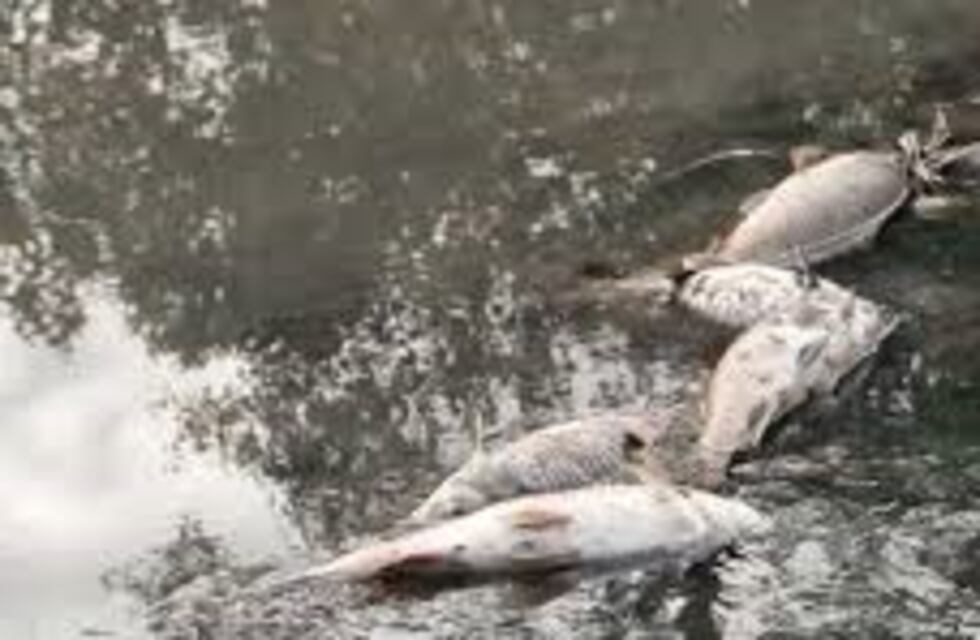 Analizan muestras por la aparición de peces muertos en el dique La Florida
