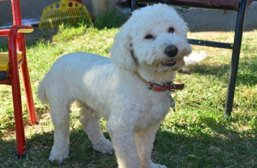 Punta Alta: ofrecen 10 mil pesos para encontrar a su mascota Igor