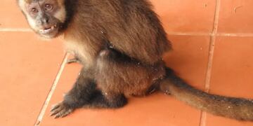 El animal apareció en el barrio Las Orquídeas de Puerto Iguazú