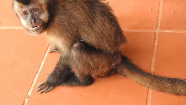 El animal apareció en el barrio Las Orquídeas de Puerto Iguazú