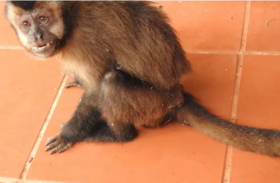 En Iguazú apareció un mono que habría estado en cautiverio