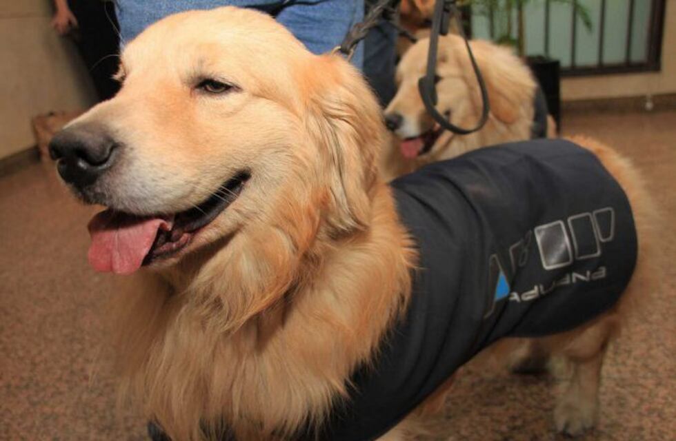 Un perro descubrió millonario contrabando en La Quiaca