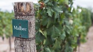 Día Mundial del Malbec: las mejores opciones para celebrar el homenaje al vino argentino en las terrazas de Mendoza.