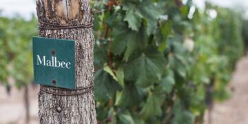 Día Mundial del Malbec: las mejores opciones para celebrar el homenaje al vino argentino en las terrazas de Mendoza.