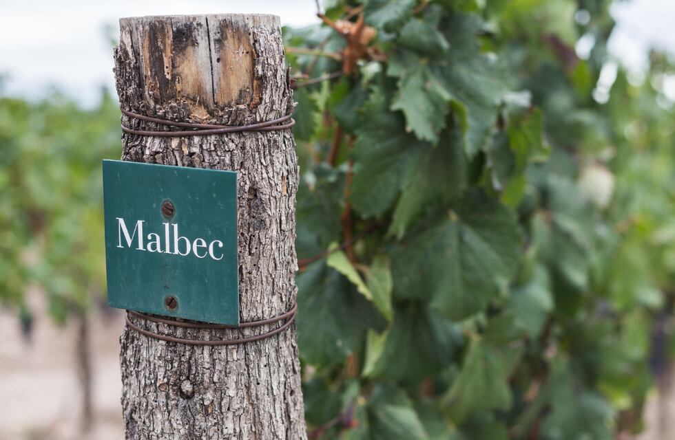 Día Mundial del Malbec: dónde celebrar en Mendoza