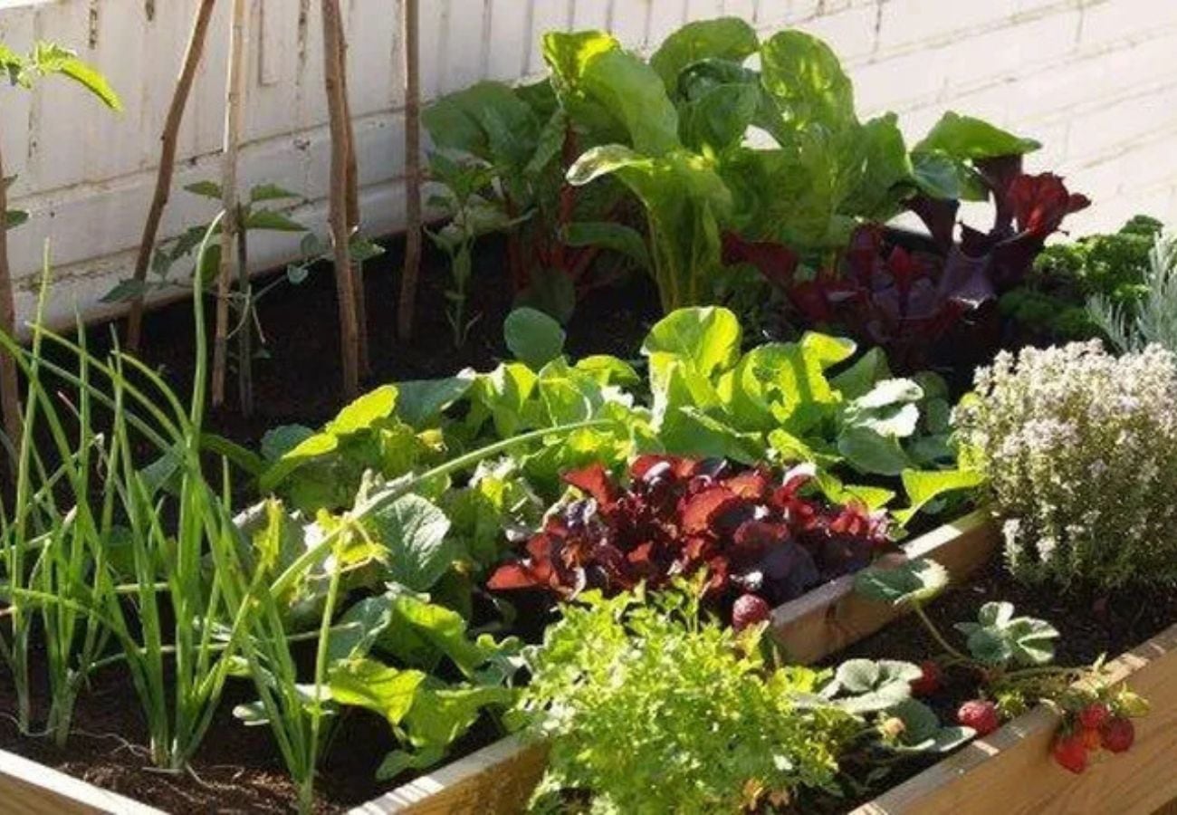 Las 5 plantas de huerta que se siembran en septiembre para cosechar en el verano