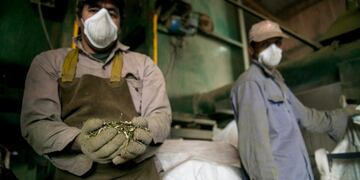 COMERCIO. El año pasado se exportaron más de 40.000 toneladas de yerba mate. (Ministerio de Agricultura de la Nación)