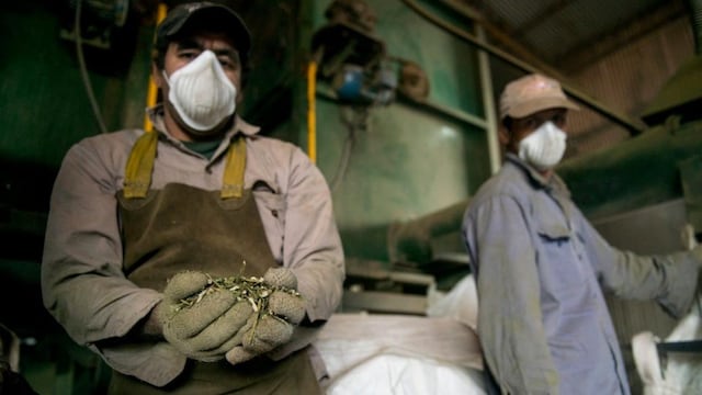 COMERCIO. El año pasado se exportaron más de 40.000 toneladas de yerba mate. (Ministerio de Agricultura de la Nación)