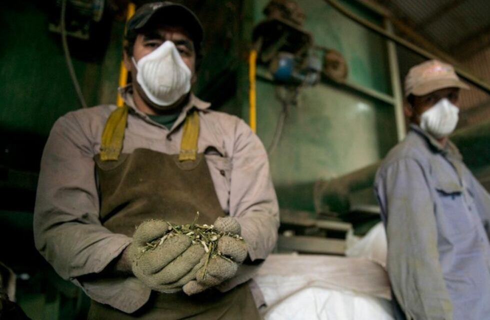 Corrientes entrará en conflicto con Misiones por la nueva reglamentación para la producción de yerba mate