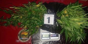 Leandro N. Alem: joven denuncio que le robaron sus plantas de marihuana.