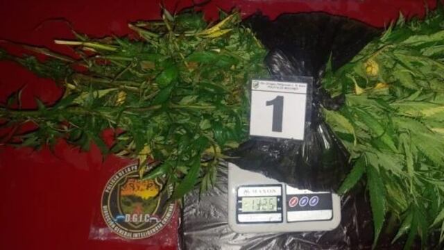 Leandro N. Alem: joven denuncio que le robaron sus plantas de marihuana.