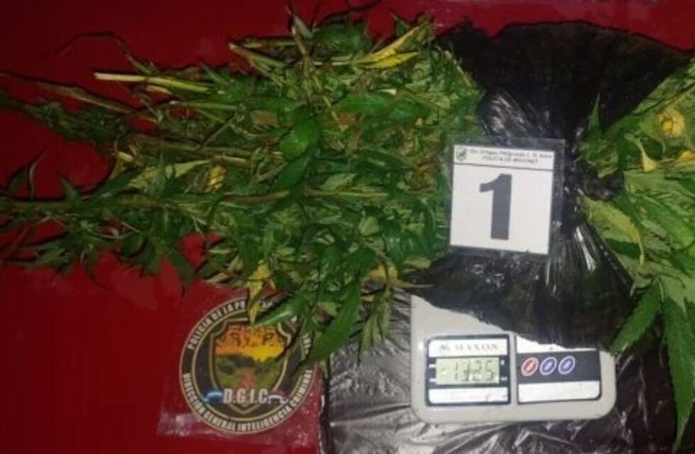 Leandro N. Alem: joven denuncio que le robaron sus plantas de marihuana