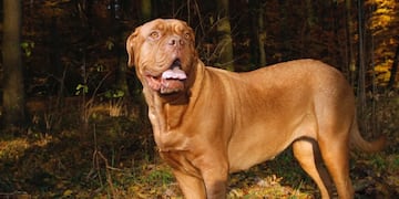 Un dogo de burdeos agredió a un hombre de 57 años en Córdoba.