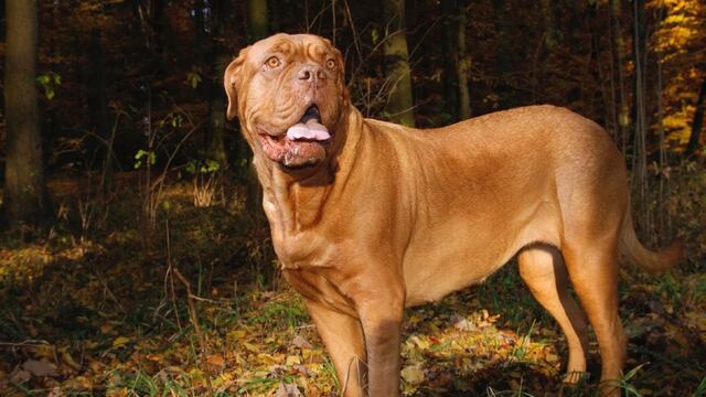 Un dogo de burdeos agredió a un hombre de 57 años en Córdoba.
