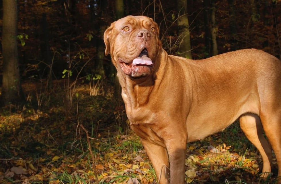 Un hombre fue mordido por un perro en Córdoba y tiene ambos miembros inferiores comprometidos