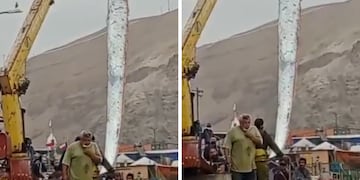 Un ejemplar de pez remo fue hallado en Arica, Chile. Aseguran que su aparición está vinculada al anuncio de una catástrofe natural. Foto: Los Andes.