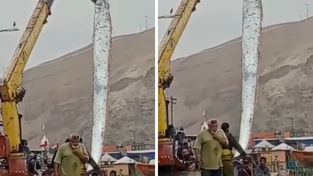 Un ejemplar de pez remo fue hallado en Arica, Chile. Aseguran que su aparición está vinculada al anuncio de una catástrofe natural. Foto: Los Andes.