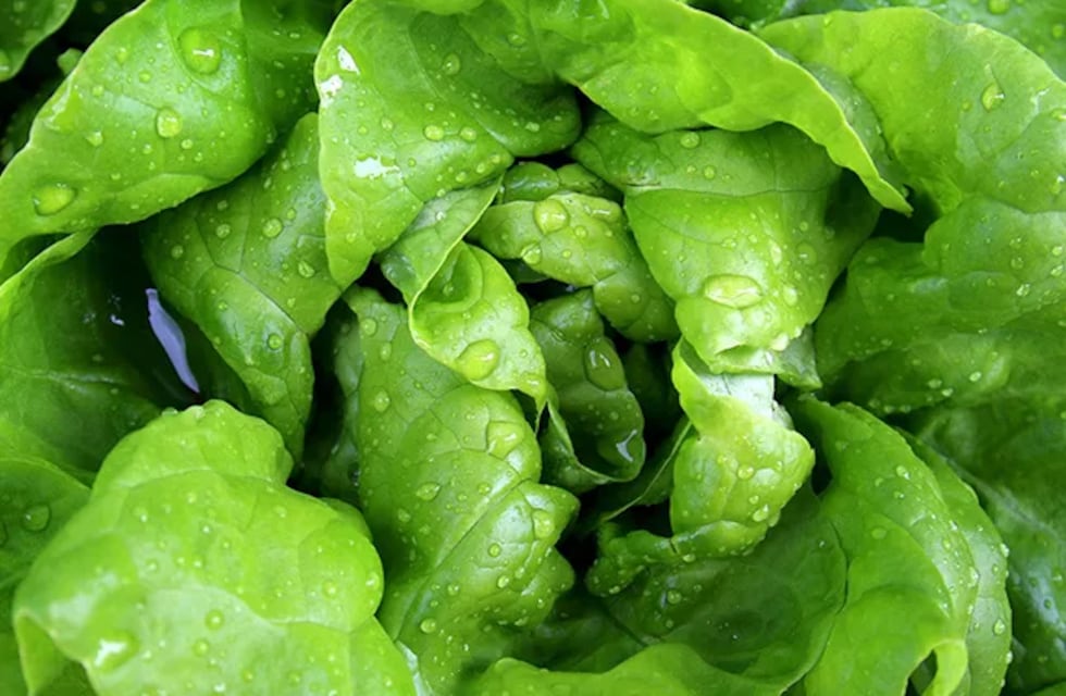 Insulina oral cultivada en lechuga transgénica regula el azúcar en sangre de mejor manera que la insulina inyectada