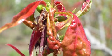 Enfermadad de Torque Frutal