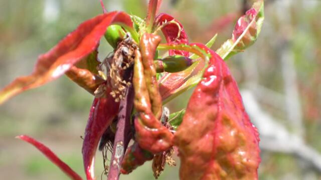 Enfermadad de Torque Frutal