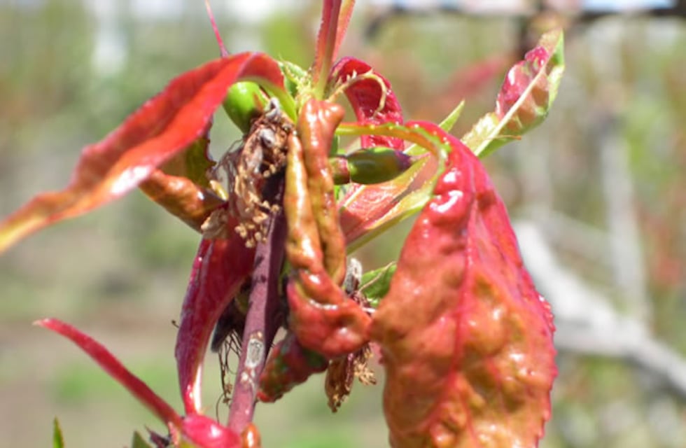 El torque: una enfermedad habitual en frutales