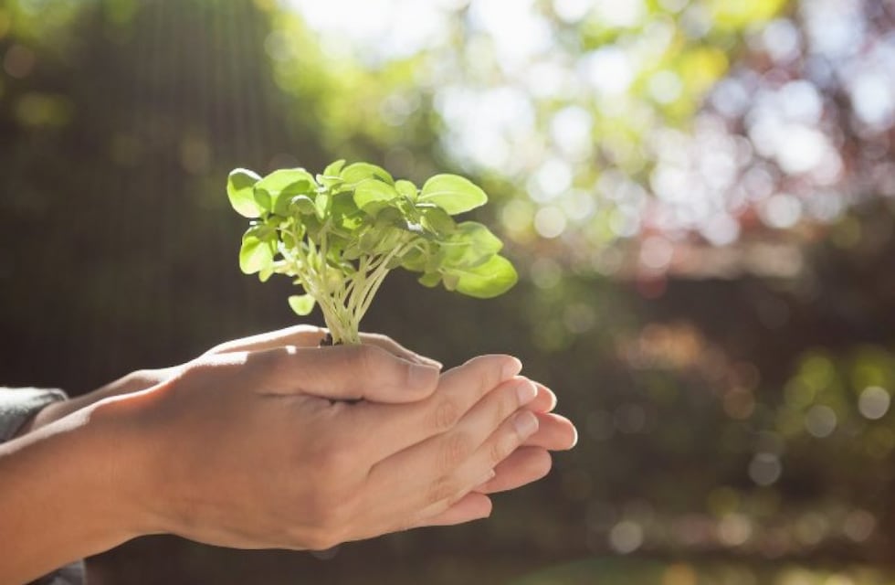 Gualeguaychú realiza el primer encuentro sobre flora nativa