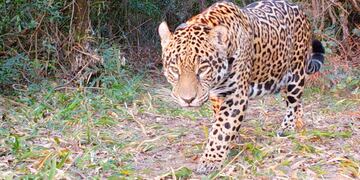 Una hembra de yaguareté y su cría fueron grabadas por las cámaras del Parque Nacional Iguazú (Imagen ilustrativa).