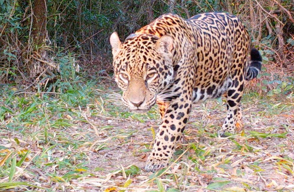 Murieron dos yaguaretés del proyecto de reinserción de la especie en la provincia de Corrientes