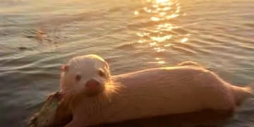 Impactante hallazgo: avistan un lobito de río albino en el norte entrerriano