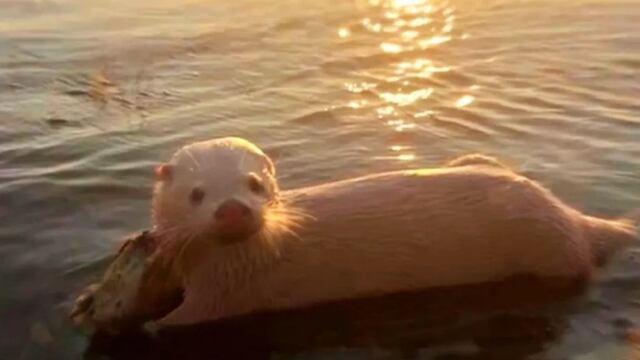 Impactante hallazgo: avistan un lobito de río albino en el norte entrerriano