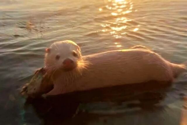 Impactante hallazgo: avistan un lobito de río albino en el norte entrerriano