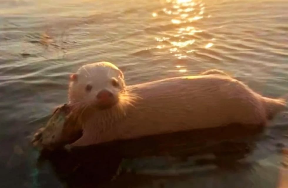 Impactante hallazgo: avistan un lobito de río albino en el norte entrerriano