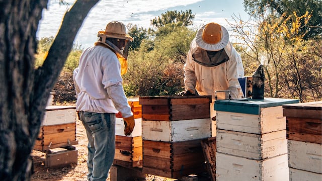 Cómo es el Camino de la Miel en Córdoba. (Foto: Apícola Calandri)