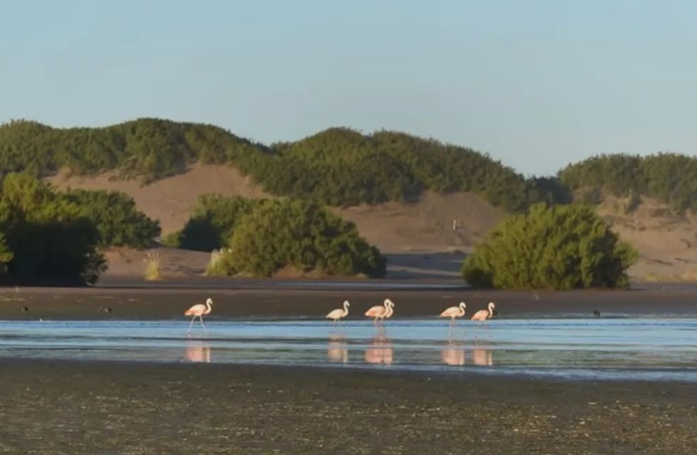 Jornada de avistaje de aves en Reta y Claromecó