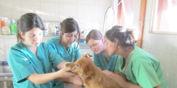 Medicina Veterinaria