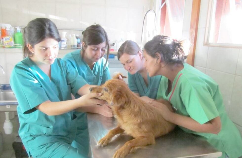 Ya se puede estudiar Medicina Veterinaria en Gualeguaychú