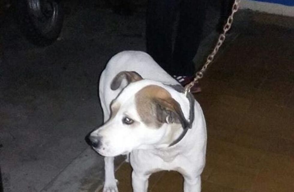 Un hombre quedó grave luego de ser atacado por unos perros