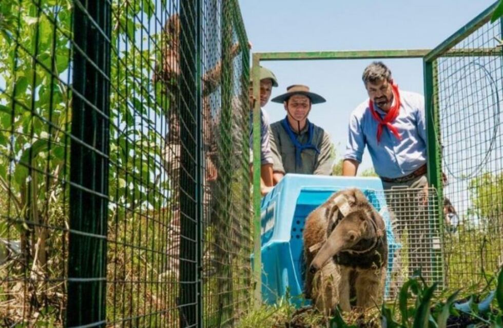 Los Esteros del Iberá recibieron al primer oso hormiguero