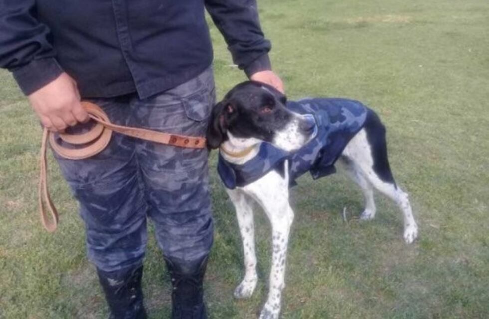 Conocé a Coni, la perra que encontró a los sospechosos de un doble crimen