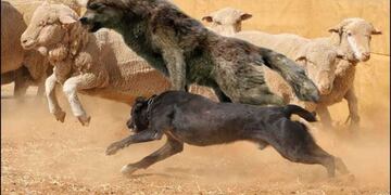 Perros asilvestrados - Tierra del Fuego